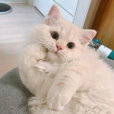 Maine Mendoza avatar